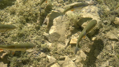 clear shallow water with fish swimming.