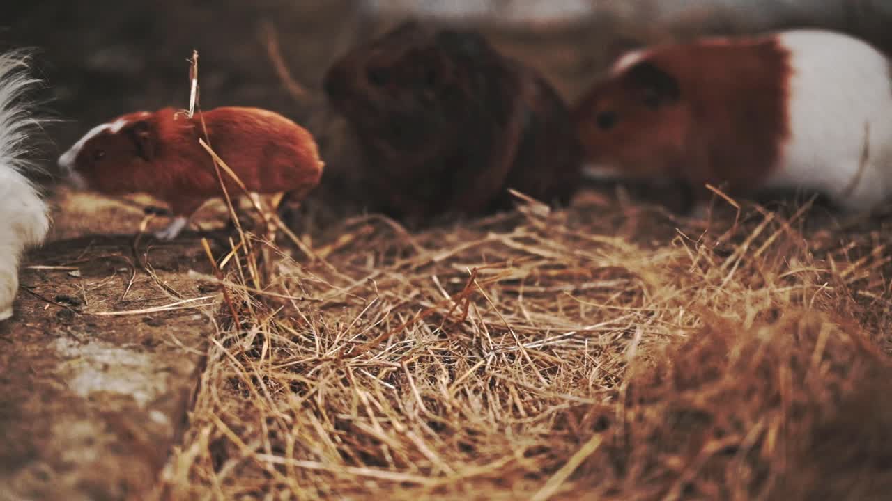 A tiny little brown guinea pig baby in a straw pen