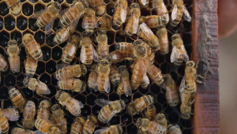 el peine de miel de las abejas melíferas europeas trabajo en equipo con la gran reina caminando sobre la otra trabajadora