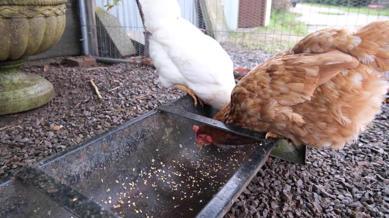 Brown and white hens feeding on grain from a feeder in chicken pen on smallholding farm in rural countryside