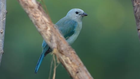 close-up of blue-gray tanager perched on branch in columbia