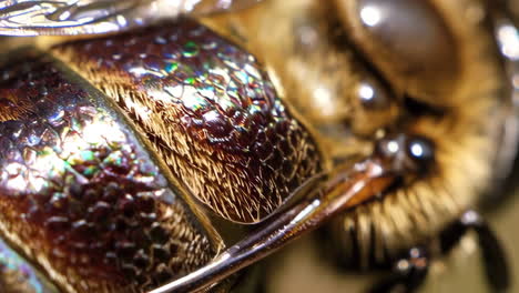 macro view of iridescent insect exoskeleton