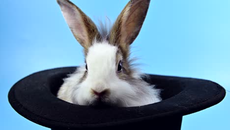 rabbit on blue screen background. spirit animal and clever pet for easter