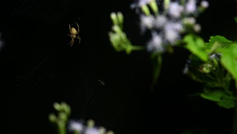 Brown-legged-Spider,-Neoscona-vigilans,-Kaeng-Krachan,-Thailand,-4K-Footage