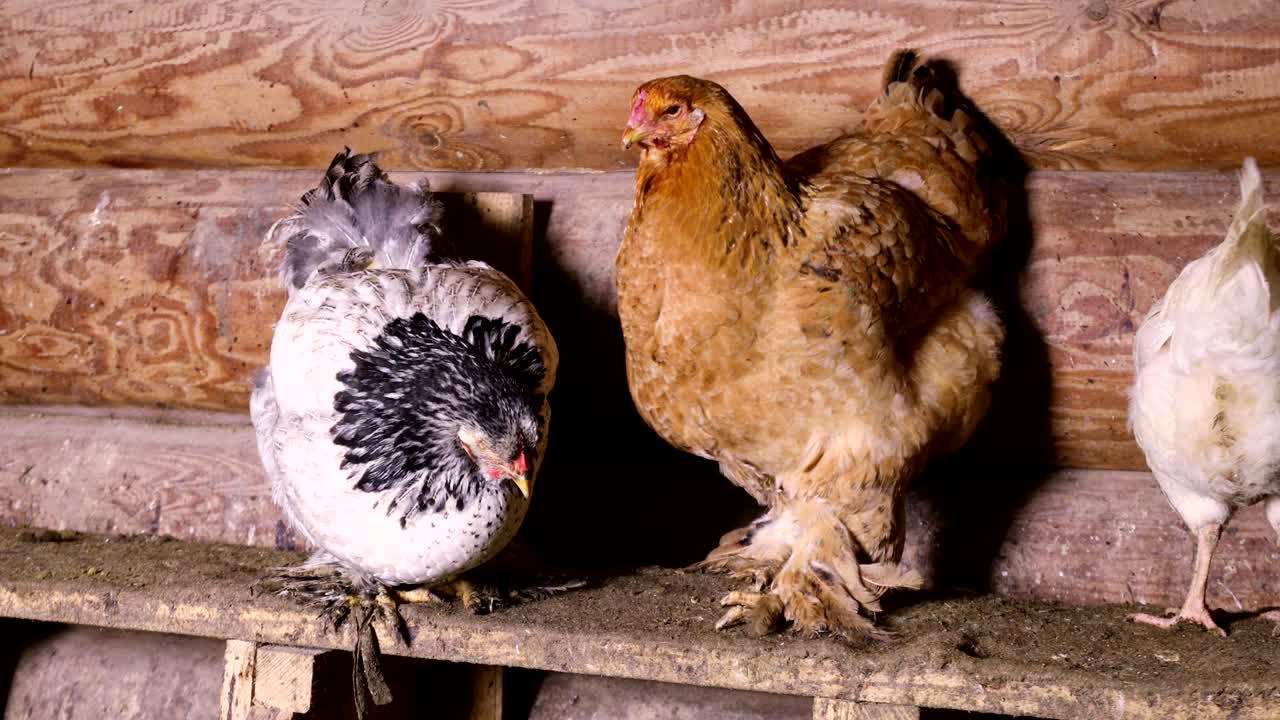 pollos domésticos en el gallinero
