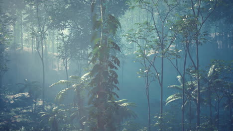 a lush jungle scene with sunlight streaming through the fog