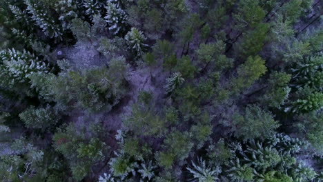 aerial view of a snowy forest looking down