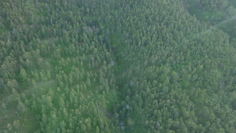 bird eye drone shot of dense tropical rainforest of indonesia in gloomy morning