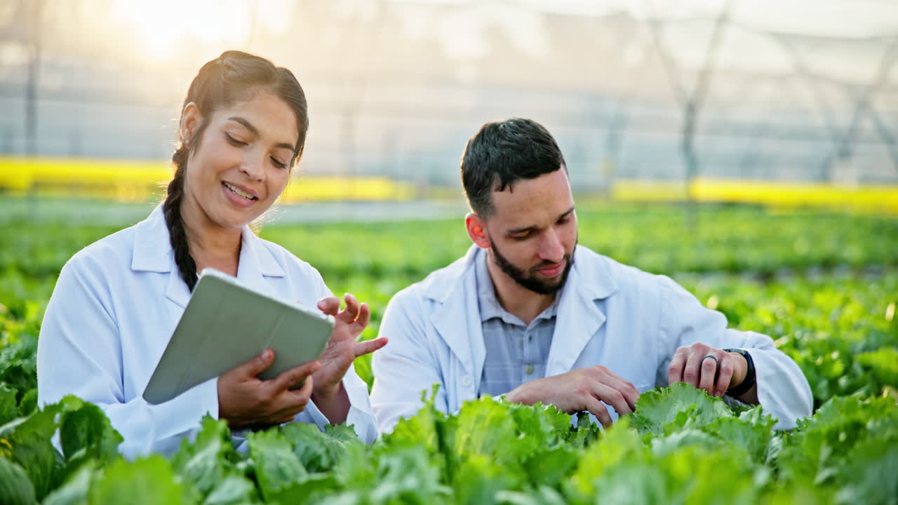 Researchers inspecting lettuce crops in a greenhouse