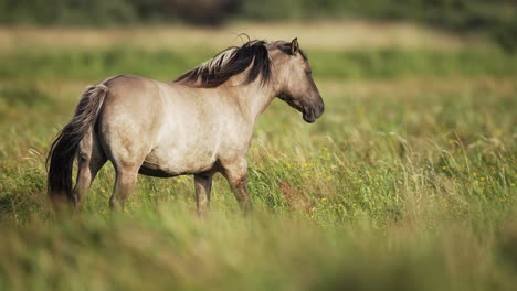 Caballo-Palomino-Salvaje-En-Un-Exuberante-Campo-De-Hierba-De-Wassenaar