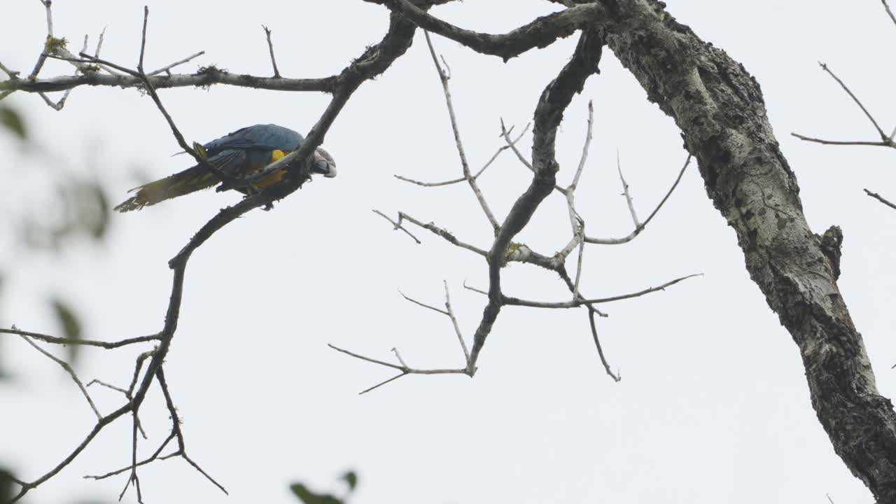 Macaw perched on a dry branch after rain
