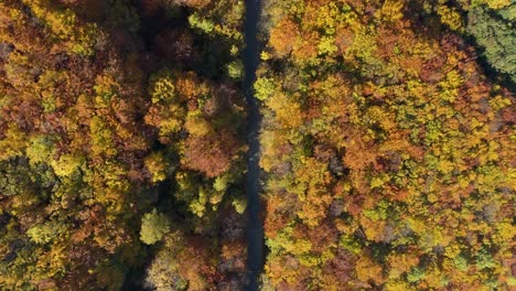 red, yellow and orange foliage in autumn forest road, aerial top down