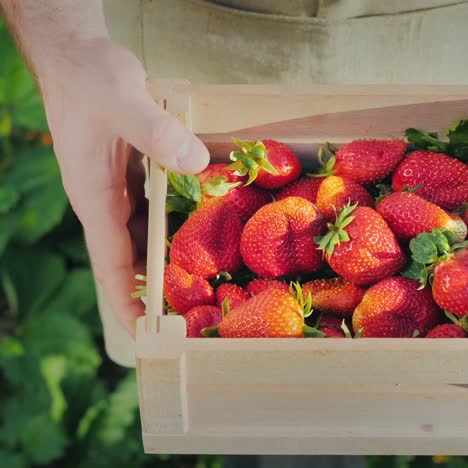 top view of a farmer holding a wooden box with strawberries