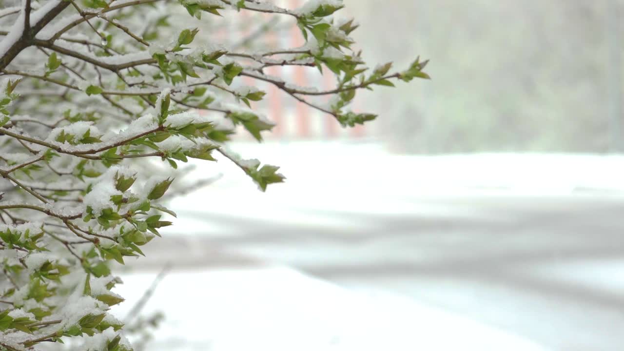 봄 에 초록색 잎 에 눈 이 내리는 것