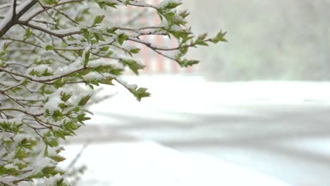 Snowfall-in-spring-on-green-leaves