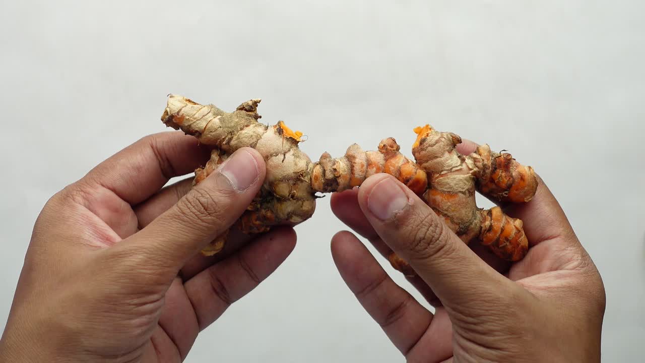 커머릭 뿌리를 들고 있는 손