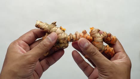 hands holding turmeric roots