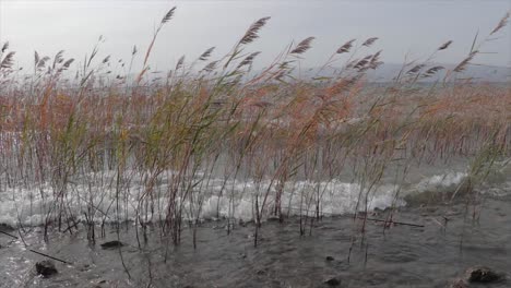 Los-Tallos-De-Caña-Son-Empujados-Por-Las-Grandes-Olas-En-Un-Lago-Natural