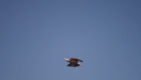 an eagle flying in british columbia canada over the ocean looking for fish