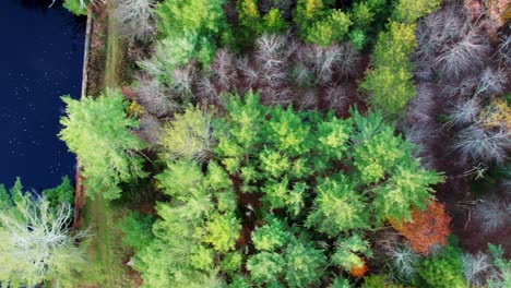 Aerial-drone-video-footage-of-a-colorful-autumn-forest,-pond,-and-pine-trees-in-the-Appalachian-mountains