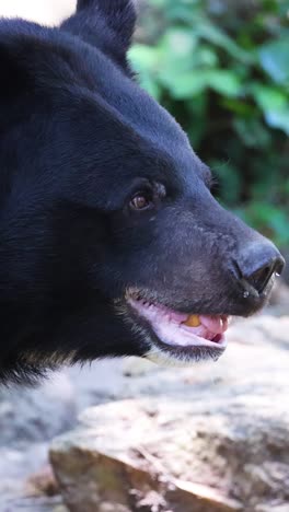 un oso explorando su hábitat en chonburi, tailandia