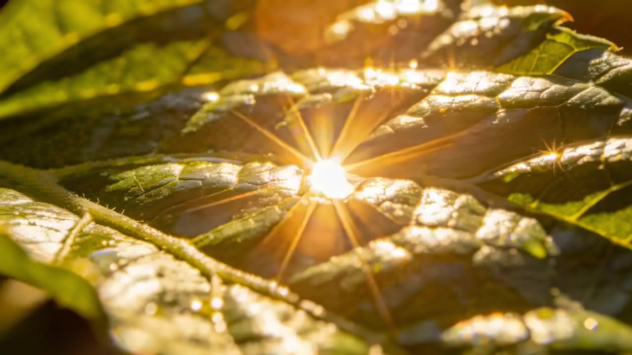 Luz solar em movimento iluminando grande folha verde no chão da floresta, criando reflexos em forma de estrela no orvalho.