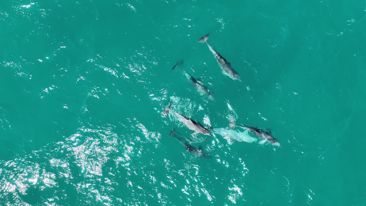 Pod of Dolphins Mating RARE Drone shot of Dolphins Reproducing and Mating, close up top down drone shot
