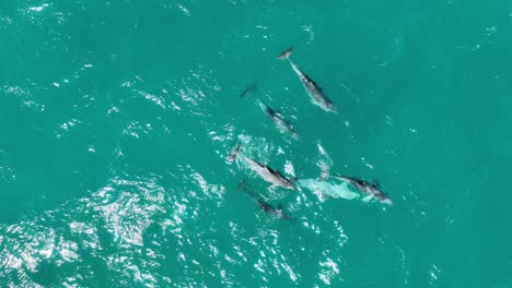 pod of dolphins mating rare drone shot of dolphins reproducing and mating, close up top down drone shot