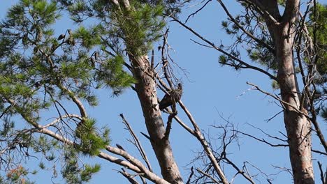 pájaro hadida en un árbol, fauna sudafricana