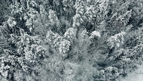 aerial, tilt down, drone shot, flying low above finnish, winter forest, of snow, covered spruce or pine trees, on a cloudy day, in nuuksio national park, in espoo, uusimaa, finland