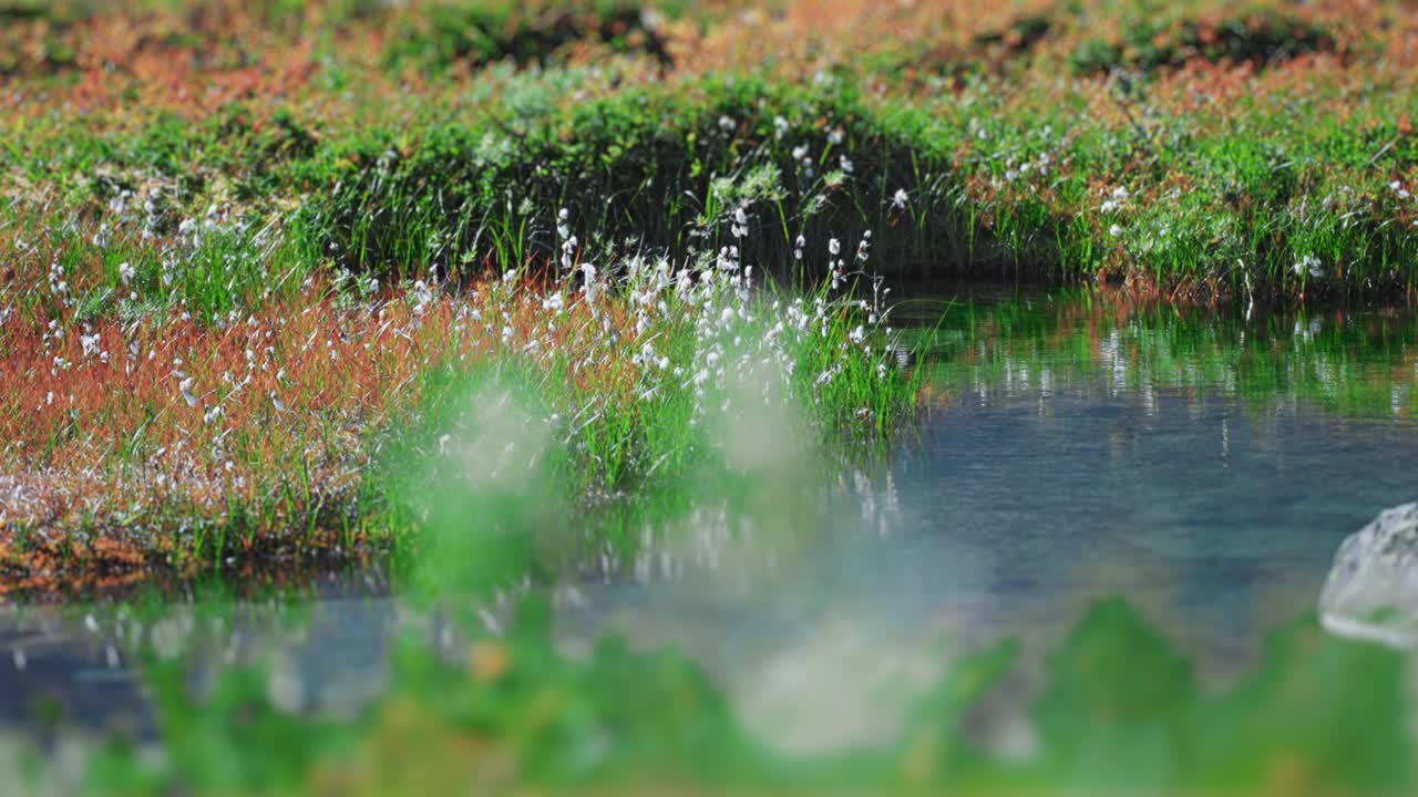 A close-up shot of the lush green meadow with fluffy cotton grass and a shallow creek