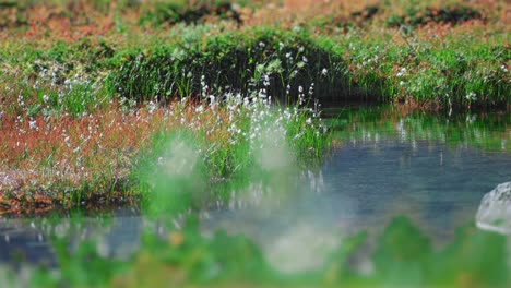 A-close-up-shot-of-the-lush-green-meadow-with-fluffy-cotton-grass-and-a-shallow-creek