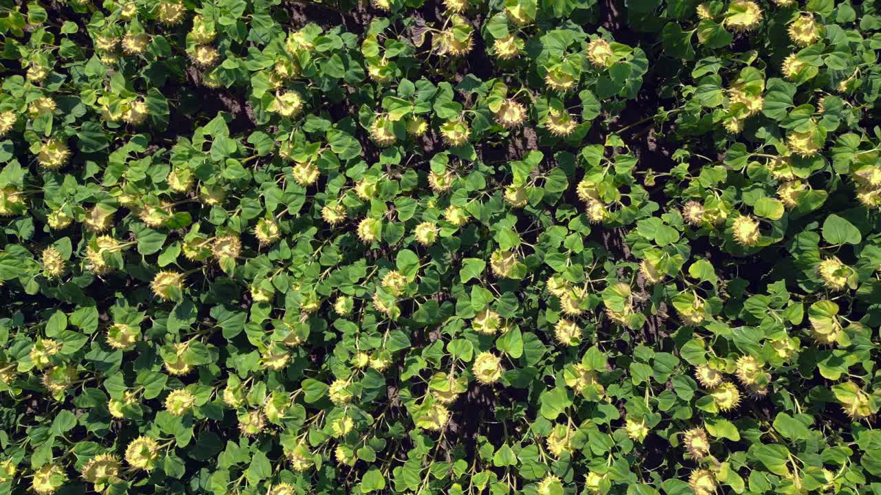 푸른 하늘 아래 작은 마을 근처의 광활한 땅을 고 있는 아름다운 끝없는 꽃.