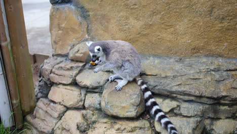 Ein-Lemur,-Der-In-Einem-Zoo-Obst-Isst