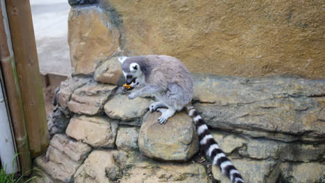 a lemur eating fruit in a zoo