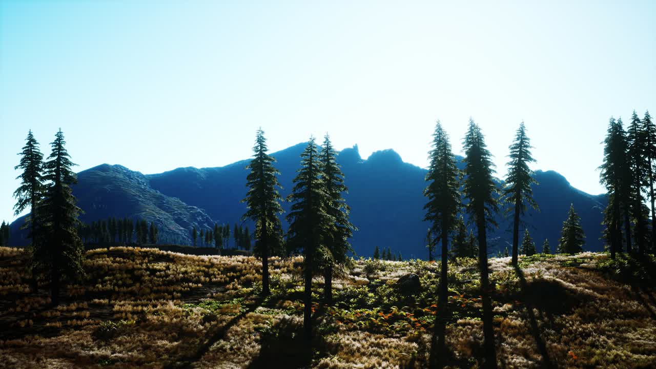 trees on meadow between hillsides with conifer forest