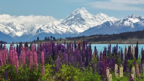 lupin flowers at lake pukaki and mount cook in background, new zealand