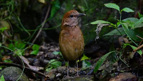 la pitta de nuca oxidada es un ave confiada que se encuentra en hábitats de bosques montañosos de gran altura, hay muchos lugares en tailandia para encontrar esta ave