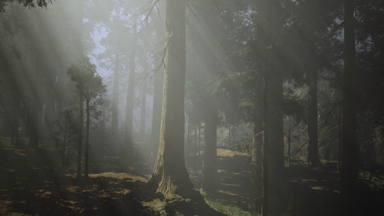 Misty forest landscape with sun rays filtering through tall trees