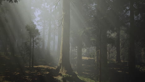 misty forest landscape with sun rays filtering through tall trees