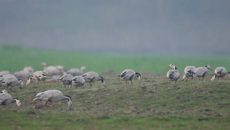 flock of bar headed goose in wheat fields