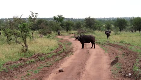 búfalo en medio de un camino de tierra en el parque nacional serengeti, tanzania, áfrica