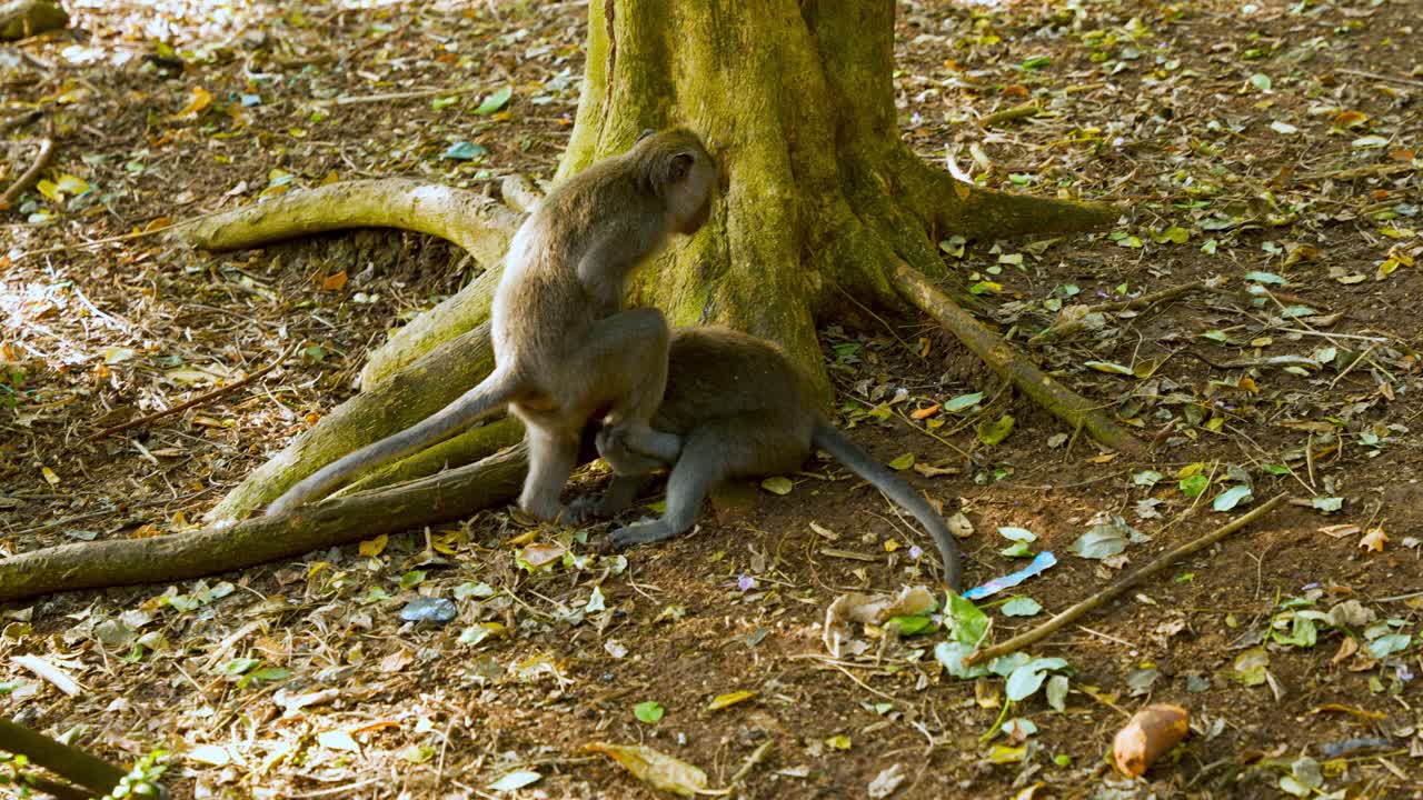 Uluwatu Temple Bali, male long tailed macaque tries to mate while the female resists, baring teeth