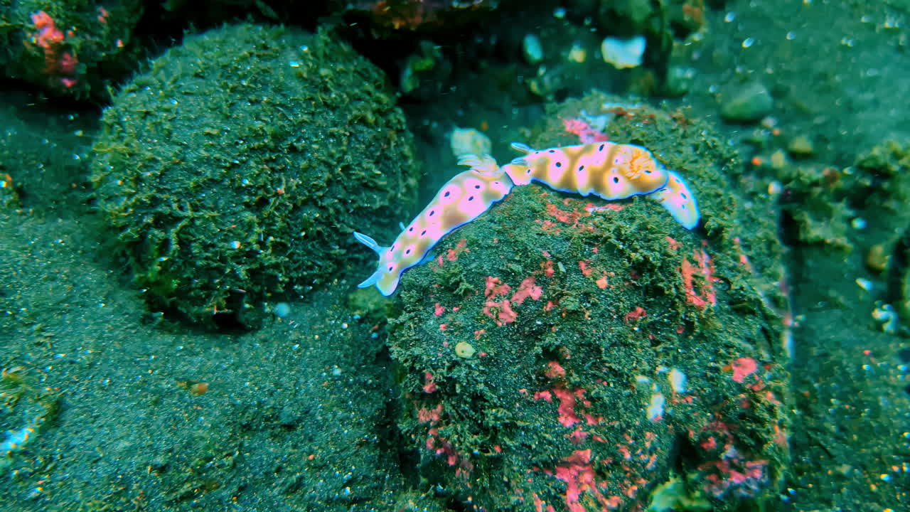 Nudibranco (Chromodoris sp.) e anguilla serpente fasciata (Myrichthys colubrinus) su fondale marino sabbioso. Vita marina macro tropicale sul fondo dell'oceano durante un'esplorazione subacquea a Bali