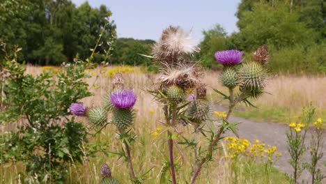 thistles heads in flower and seed in mid summer