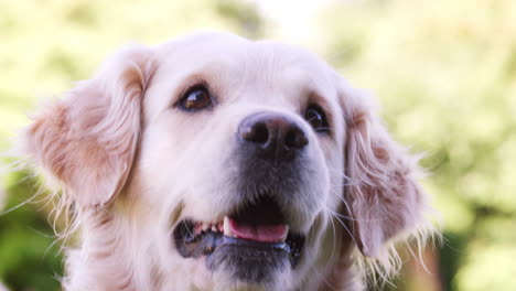 perro labrador esperando para traer la pelota durante el tiempo de juego en el parque