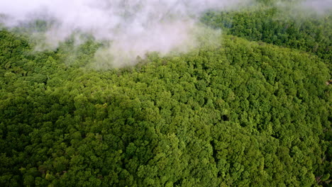 floating above the atmospheric ridges of the smokies.