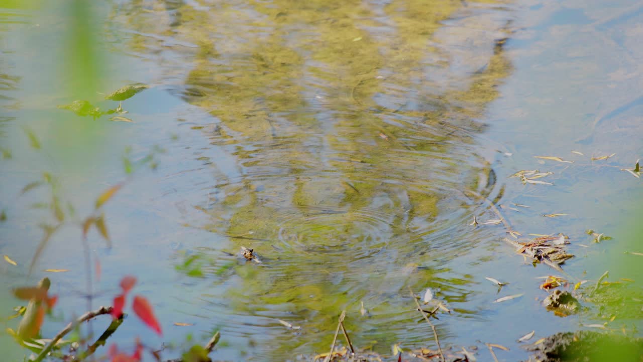 Trouts in a wild river, the water is clear, shot in autumn, trees in front of frame.
