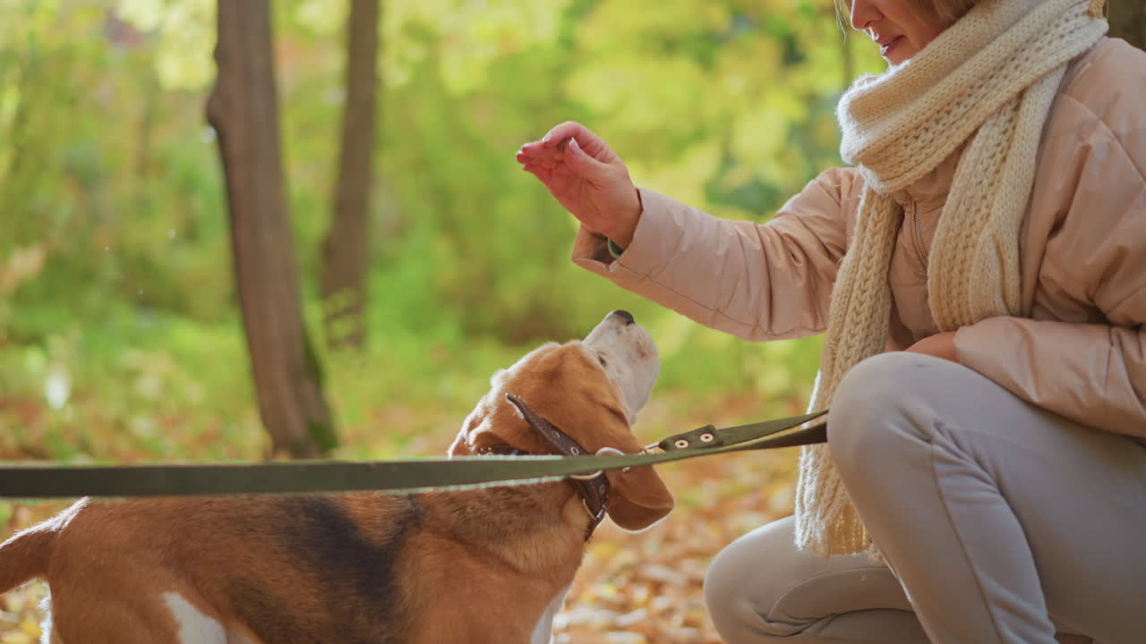 Dog trainer kneeling in autumn forest holds leash firmly while beagle puppy sniffs ground and child walking past under towering trunks amid golden leaves during playful training session
