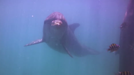 delfines 18 2